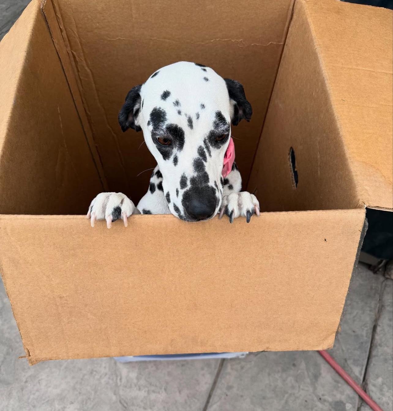 Bella - Image 2