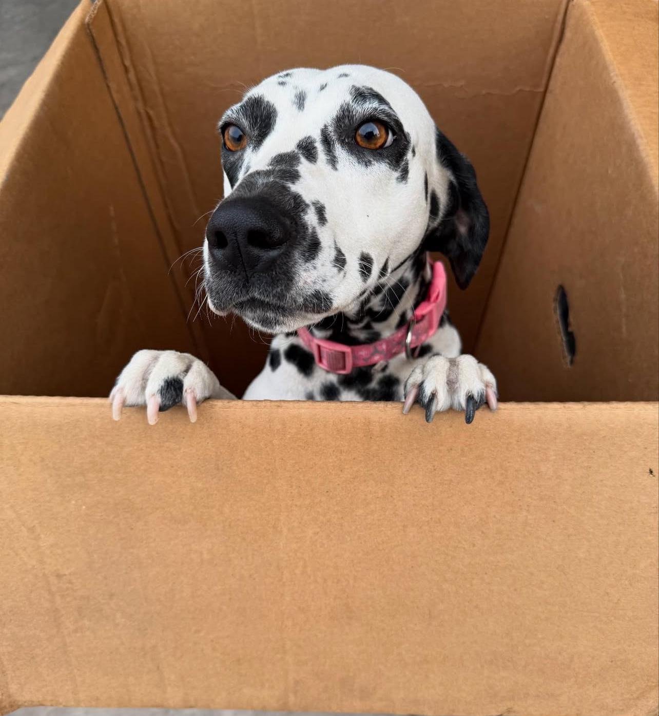 Bella